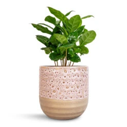 Coffea Arabica - Coffee Plant -PlantVibe Shop Coffea arabica Coffee Plant 12x35cm Ocean Glaze Plant Pot Morganite 13x13cm 683a92ef 07b4 4c7c 95cc a6339b8f17d6