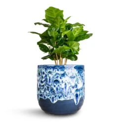 Coffea Arabica - Coffee Plant -PlantVibe Shop Coffea arabica Coffee Plant 12x35cm Ocean Glaze Plant Pot Sapphire 13x13cm