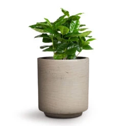 Coffea Arabica - Coffee Plant -PlantVibe Shop Coffea arabica Coffee Plant 12x35cm Suzi Plant Pot Grey Washed 15x16.5cm
