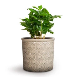 Coffea Arabica - Coffee Plant -PlantVibe Shop Coffea arabica Coffee Plant 12x35cm Venetian Plant Pot Grey 16x14cm
