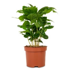 Coffea Arabica - Coffee Plant -PlantVibe Shop Coffee arabica Coffee Plant 12x35cm