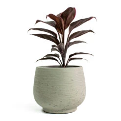 Mini Pixie Plant Pot - Grey Washed -PlantVibe Shop Cordyline fruticosa Mambo Hawaiian Ti Plant Mini Pixie Plant Pot Grey Washed