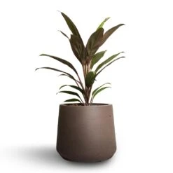Cordyline Fruticosa Rumba - Hawaiian Ti Plant -PlantVibe Shop Cordyline fruticosa Rumba Hawaiian Ti Plant 12x35cm Patt Plant Pot Ash Brown 17x14cm