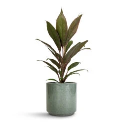 Cordyline Fruticosa Rumba - Hawaiian Ti Plant -PlantVibe Shop Cordyline fruticosa Rumba Hawaiian Ti Plant 12x35cm Remmi Glaze Plant Pot Green 14x14cm be6d917c 0351 45d1 b6df 4409cbbfa099