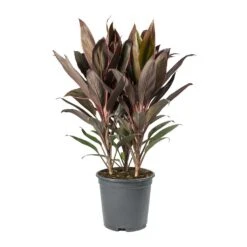 Cordyline Fruticosa Rumba - Hawaiian Ti Plant -PlantVibe Shop Cordyline fruticosa Rumba Hawaiian Ti Plant