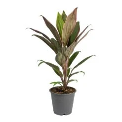 Cordyline Fruticosa Rumba - Hawaiian Ti Plant -PlantVibe Shop Cordyline fruticosa Rumba Hawaiian Ti Plant Small