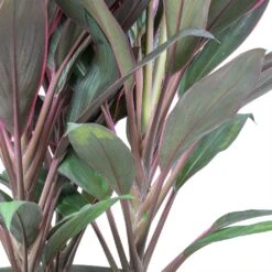 Cordyline Fruticosa Rumba - Hawaiian Ti Plant -PlantVibe Shop Cordyline fruticosa Rumba Hawaiian Ti Plant Stems