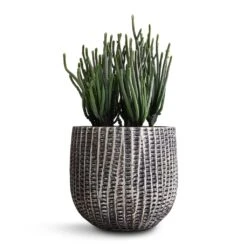 Crassula Muscosa - Watch Chain Plant 9 Crassula Muscosa - Watch Chain Plant -PlantVibe Shop Crassula muscosa Watch Chain Plant 10.5x20cm Feico Plant Pot Metal Black 15x13cm