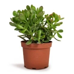Crassula Ovata - Jade Plant -PlantVibe Shop Crassula ovata Jade Plant 17x35cm