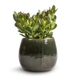 Crassula Ovata - Jade Plant -PlantVibe Shop Crassula ovata Jade Plant 17x35cm Mischa Plant Pot Forest Green 24x22cm