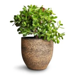 Crassula Ovata - Jade Plant -PlantVibe Shop Crassula ovata Jade Plant 25x30cm Cas Plant Pot Sahara 29x26cm
