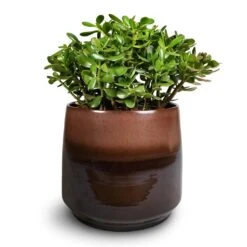Crassula Ovata - Jade Plant -PlantVibe Shop Crassula ovata Jade Plant 30x50cm Joah Plant Pot Truffle 38x34cm