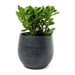 Esra Plant Pot - Graphite -PlantVibe Shop Crassula ovata Jade Plant Esra Graphite Plant Pot 8c8e2d80 9a71 4608 a45b 10faa117c6f6