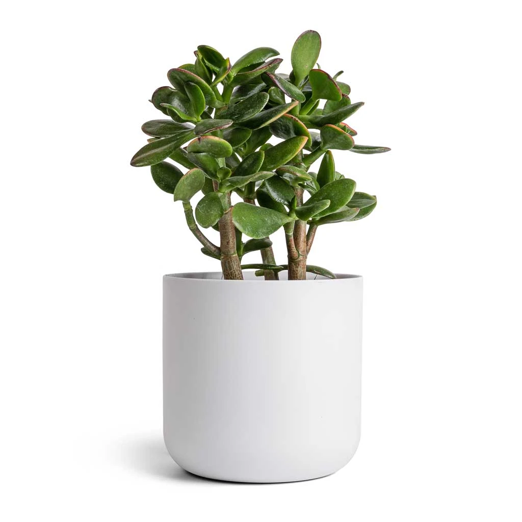 Crassula Ovata Sunset - Jade Plant 7 Crassula Ovata Sunset - Jade Plant - Image 7