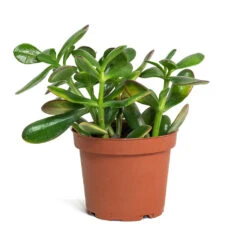 Crassula Ovata Sunset - Jade Plant 16 Crassula Ovata Sunset - Jade Plant -PlantVibe Shop Crassula ovata Sunset Jade Plant 12cm New