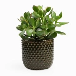 Crassula Ovata Sunset - Jade Plant 17 Crassula Ovata Sunset - Jade Plant -PlantVibe Shop Crassula ovata Sunset Jade Plant 12x25cm Bolino Plant Pot Green 14x13cm