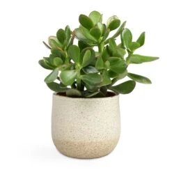 Crassula Ovata Sunset - Jade Plant 24 Crassula Ovata Sunset - Jade Plant -PlantVibe Shop Crassula ovata Sunset Jade Plant 12x25cm Iris Plant Pot Sand 14x12cm