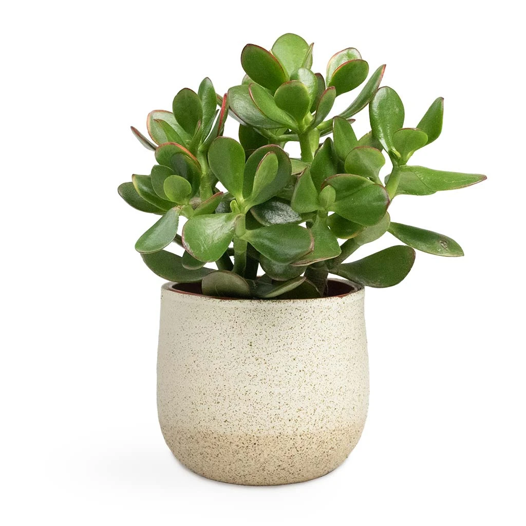 Crassula Ovata Sunset - Jade Plant 11 Crassula Ovata Sunset - Jade Plant - Image 11