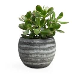 Crassula Ovata Sunset - Jade Plant 23 Crassula Ovata Sunset - Jade Plant -PlantVibe Shop Crassula ovata Sunset Jade Plant 12x25cm Koen Plant Pot Anthracite 16x13cm