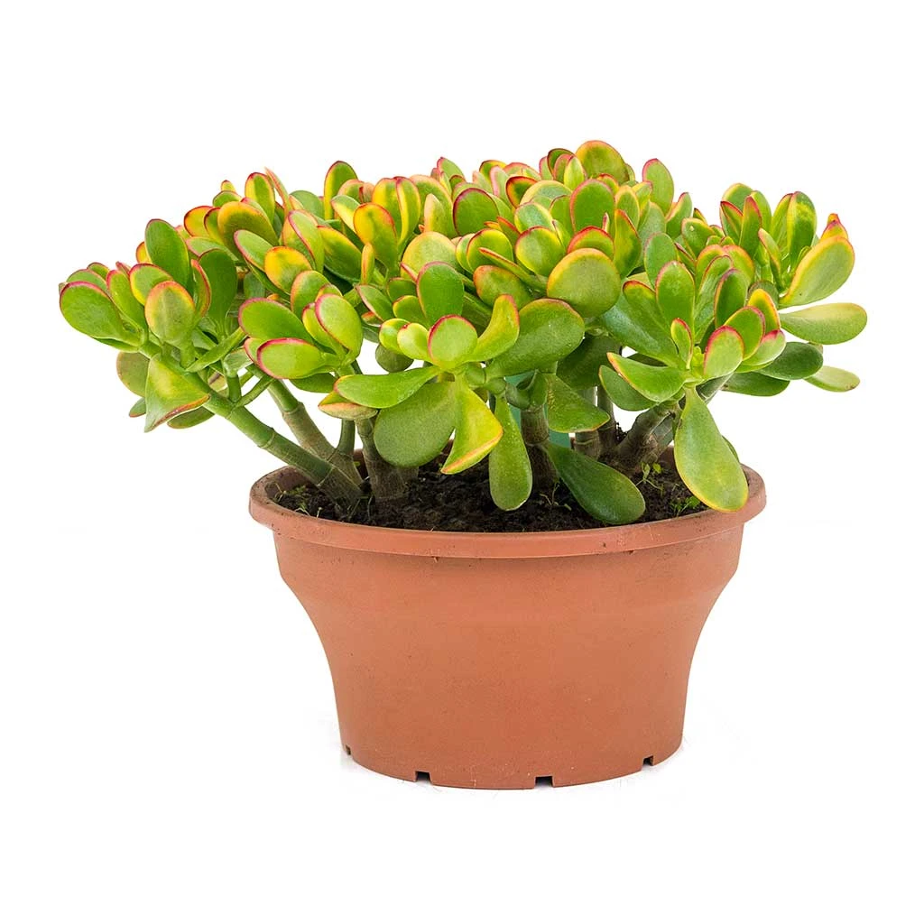 Crassula Ovata Sunset - Jade Plant 8 Crassula Ovata Sunset - Jade Plant - Image 8