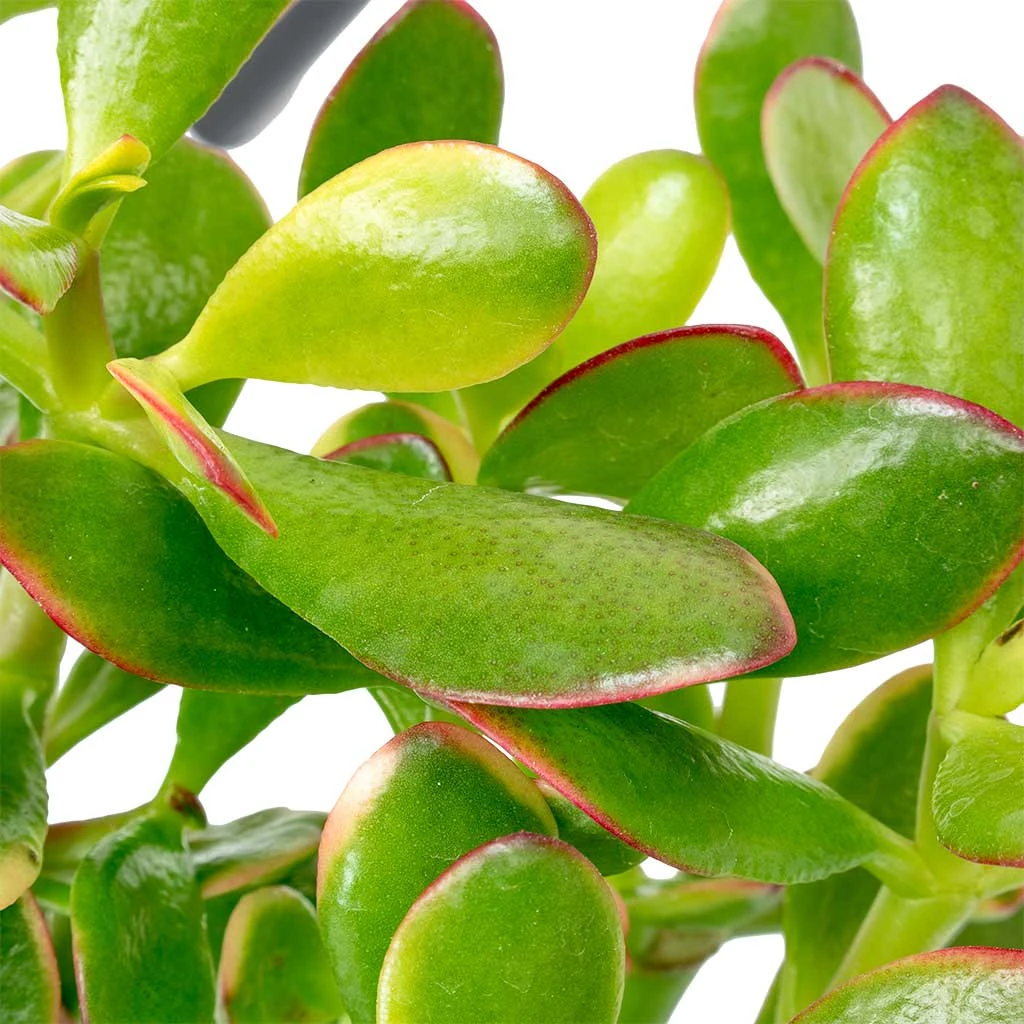 Crassula Ovata Sunset - Jade Plant 2 Crassula Ovata Sunset - Jade Plant - Image 2