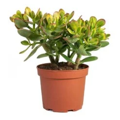 Crassula Ovata Sunset - Jade Plant 19 Crassula Ovata Sunset - Jade Plant -PlantVibe Shop Crassula ovata Sunset Jade Plant Medium