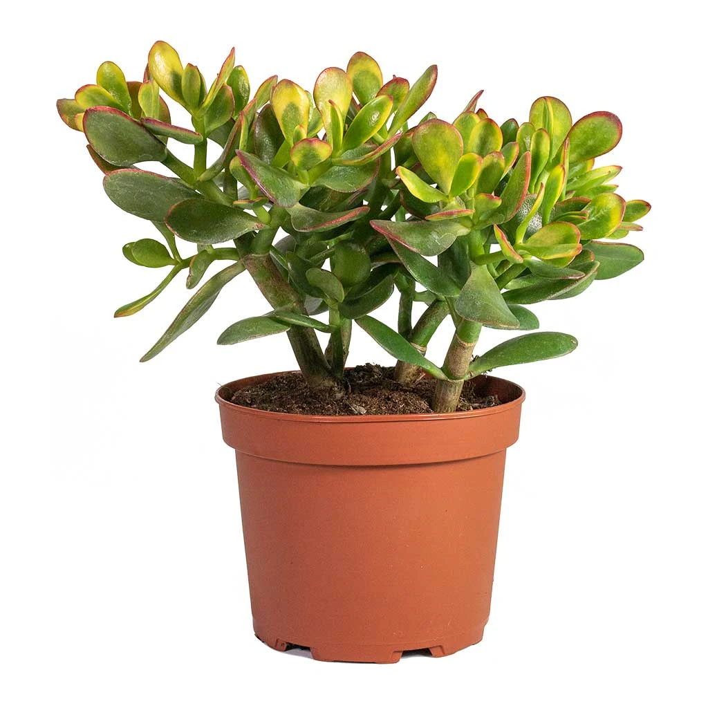 Crassula Ovata Sunset - Jade Plant 6 Crassula Ovata Sunset - Jade Plant - Image 6