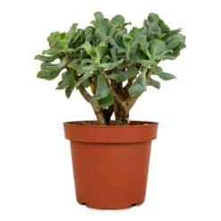 Crassula Ovata Undulata - Curly Jade Plant 12 Crassula Ovata Undulata - Curly Jade Plant -PlantVibe Shop Crassula ovata Undulata Curly Jade Plant 14cm 2