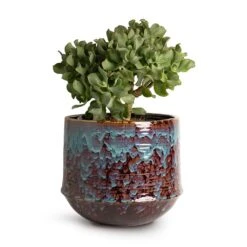 Crassula Ovata Undulata - Curly Jade Plant 16 Crassula Ovata Undulata - Curly Jade Plant -PlantVibe Shop Crassula ovata Undulata Curly Jade Plant 17x25cm Noud Plant Pot Marrakesh 26x22cm 25125ee1 1075 460e b6e9 2325675ab9df