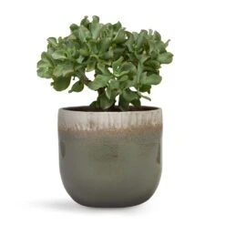 Crassula Ovata Undulata - Curly Jade Plant 15 Crassula Ovata Undulata - Curly Jade Plant -PlantVibe Shop Crassula ovata Undulata Curly Jade Plant 17x25cm Tarra Plant Pot Forest 23x20cm d7d47608 b3fe 455a a11b 8619bedfe272