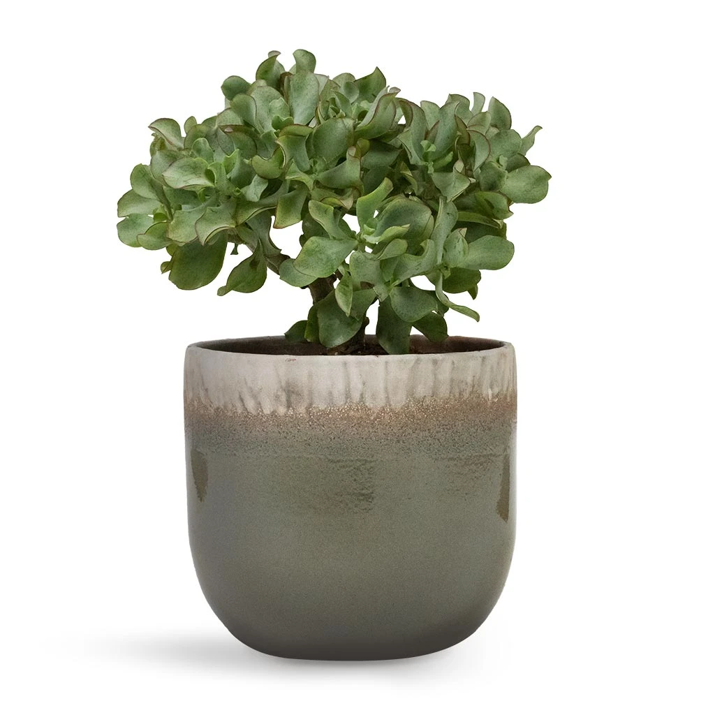 Crassula Ovata Undulata - Curly Jade Plant 6 Crassula Ovata Undulata - Curly Jade Plant - Image 6