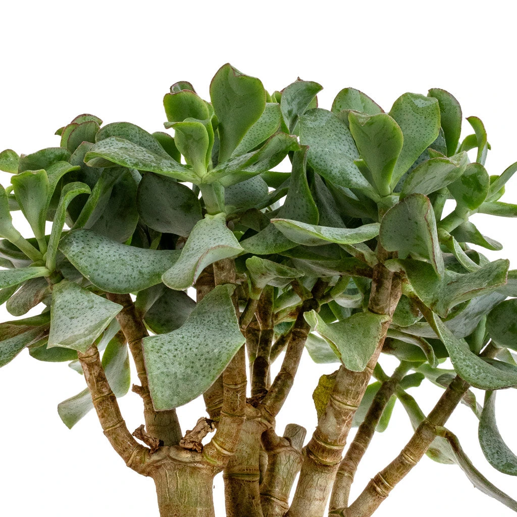 Crassula Ovata Undulata - Curly Jade Plant 2 Crassula Ovata Undulata - Curly Jade Plant - Image 2