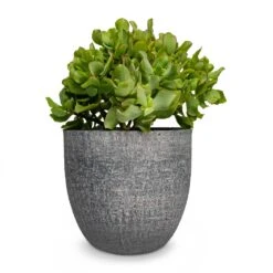 Crassula Ovata Undulata - Curly Jade Plant 17 Crassula Ovata Undulata - Curly Jade Plant -PlantVibe Shop Crassula ovata Undulata Curly Jade Plant Karlijn Plant Pot Anthracite 22x20cm