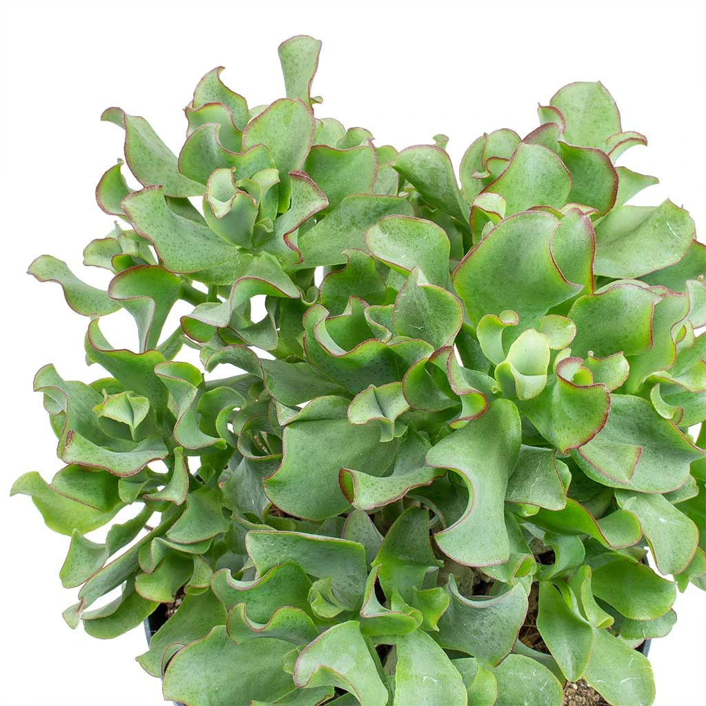 Crassula Ovata Undulata - Curly Jade Plant 4 Crassula Ovata Undulata - Curly Jade Plant - Image 4
