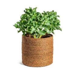 Crassula Ovata Undulata - Curly Jade Plant 18 Crassula Ovata Undulata - Curly Jade Plant -PlantVibe Shop Crassula ovata Undulata Curly Jade Plant Stef Plant Baskets Set of 5 Camel