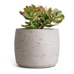 Crassula Ovata Sunset - Jade Plant 18 Crassula Ovata Sunset - Jade Plant -PlantVibe Shop Crassula ovata sunset Jade Plant 17x30cm Mini Valerie Plan tPot Grey Washed 22x17cm