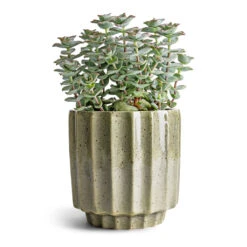 Crassula Perforata - String Of Buttons -PlantVibe Shop Crassula perforata String Of Buttons 10.5x20cm Lugano Scalloped Plant Pot Green 13x13cm