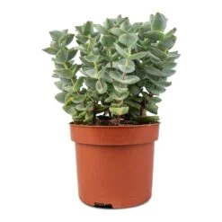 Crassula Perforata - String Of Buttons -PlantVibe Shop Crassula perforata String Of Buttons