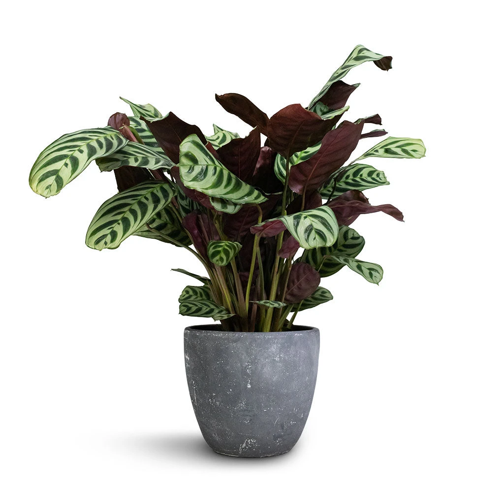 Ctenanthe Burle Marxii Amabilis - Never Never Plant 1 Ctenanthe Burle Marxii Amabilis - Never Never Plant