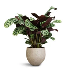 Ctenanthe Burle Marxii Amabilis - Never Never Plant 12 Ctenanthe Burle Marxii Amabilis - Never Never Plant -PlantVibe Shop Ctenanthe Burle Marxii Armargis Never Never Plant 14x30cm Mini Orb Kevan Plant Pot Grey Washed