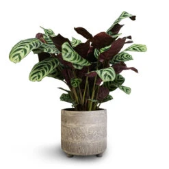 Ctenanthe Burle Marxii Amabilis - Never Never Plant 11 Ctenanthe Burle Marxii Amabilis - Never Never Plant -PlantVibe Shop Ctenanthe Burle Marxii Armargis Never Never Plant 14x30cm Nola Plant Pot Shiny Earth 17x16cm