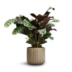 Ctenanthe Burle Marxii Amabilis - Never Never Plant 13 Ctenanthe Burle Marxii Amabilis - Never Never Plant -PlantVibe Shop Ctenanthe Burle Marxii Armargis Never Never Plant 14x30cm Thies Plant Pot Olive Green
