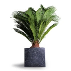 Raindrop Cube Planter - Anthracite -PlantVibe Shop Cyas Revoluta Sago Palm 27x90cm Raindrop Cube Planter Anthracite 30x30x27cm