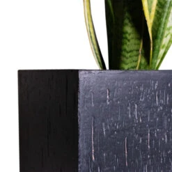 Raindrop Trough Planter - Anthracite 9 Raindrop Trough Planter - Anthracite -PlantVibe Shop Cyas Revoluta Sago Palm 27x90cm Raindrop Cube Planter Anthracite 30x30x27cm Close d6f90fa3 ec5d 41a9 981a 085300c0a328