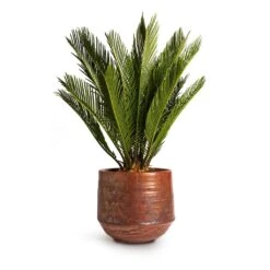 Cycas Revoluta - Sago Palm -PlantVibe Shop Cycas revoluta Sago Palm 14x50cm Noud Plant Pot Copper 20x17cm