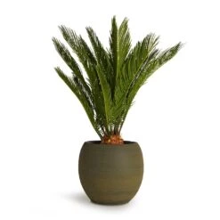 Cycas Revoluta - Sago Palm -PlantVibe Shop Cycas revoluta Sago Palm 19x65cm Dex Plant Pot Forrest 28x25cm 38eb7afa b24e 4af3 9521 11957e8a0483