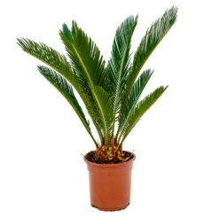 Cycas Revoluta - Sago Palm -PlantVibe Shop Cycas revoluta Sago Palm