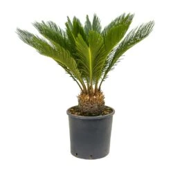 Cycas Revoluta - Sago Palm -PlantVibe Shop Cycas revoluta Sago Palm 26x80 10 Stems