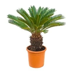 Cycas Revoluta - Sago Palm -PlantVibe Shop Cycas revoluta Sago Palm 28x100cm 15 20 Stems