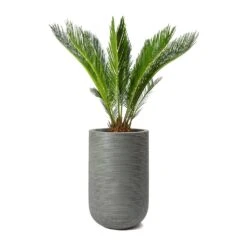 Cody Plant Vase - Ridged Dark Grey 36 Cody Plant Vase - Ridged Dark Grey -PlantVibe Shop Cycas revoluta Sago Palm Cody Plant Vase Ridged Cement 47904c26 14f0 4d16 850b 8f63823a40a6